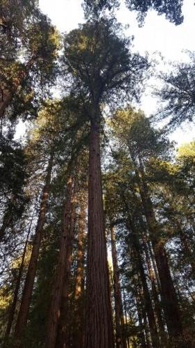 Redwoods 1